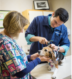 Pet Physical Exams in Morris, IL | Lakewood Animal Hospital